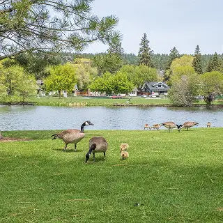 Deer Park